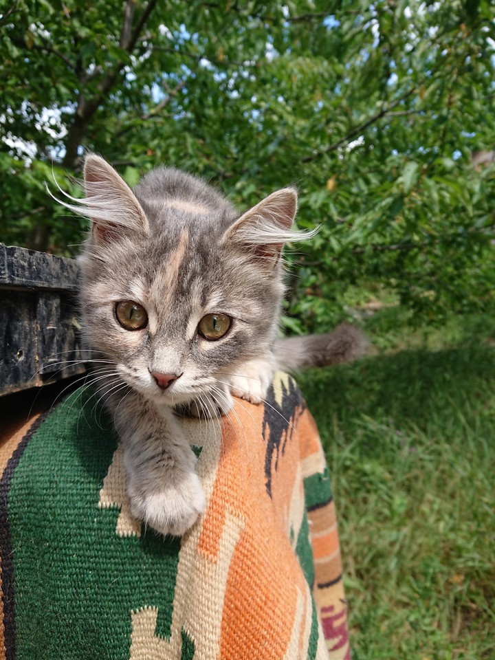 kitten