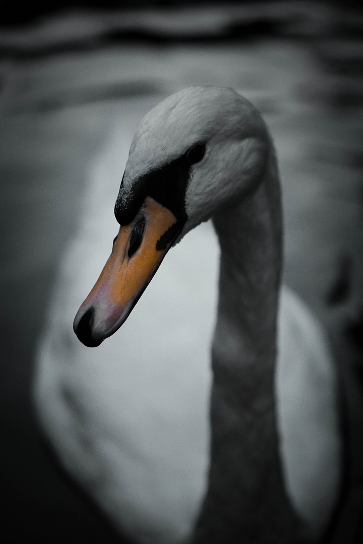 Black Swan