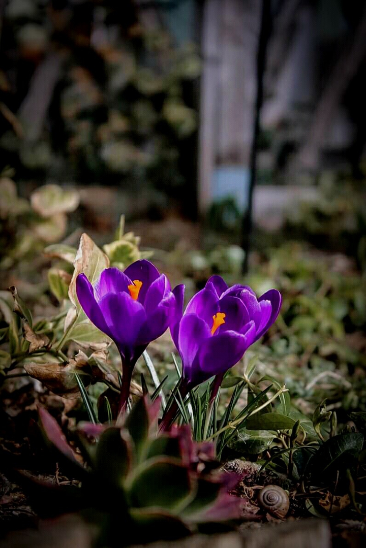 flowers