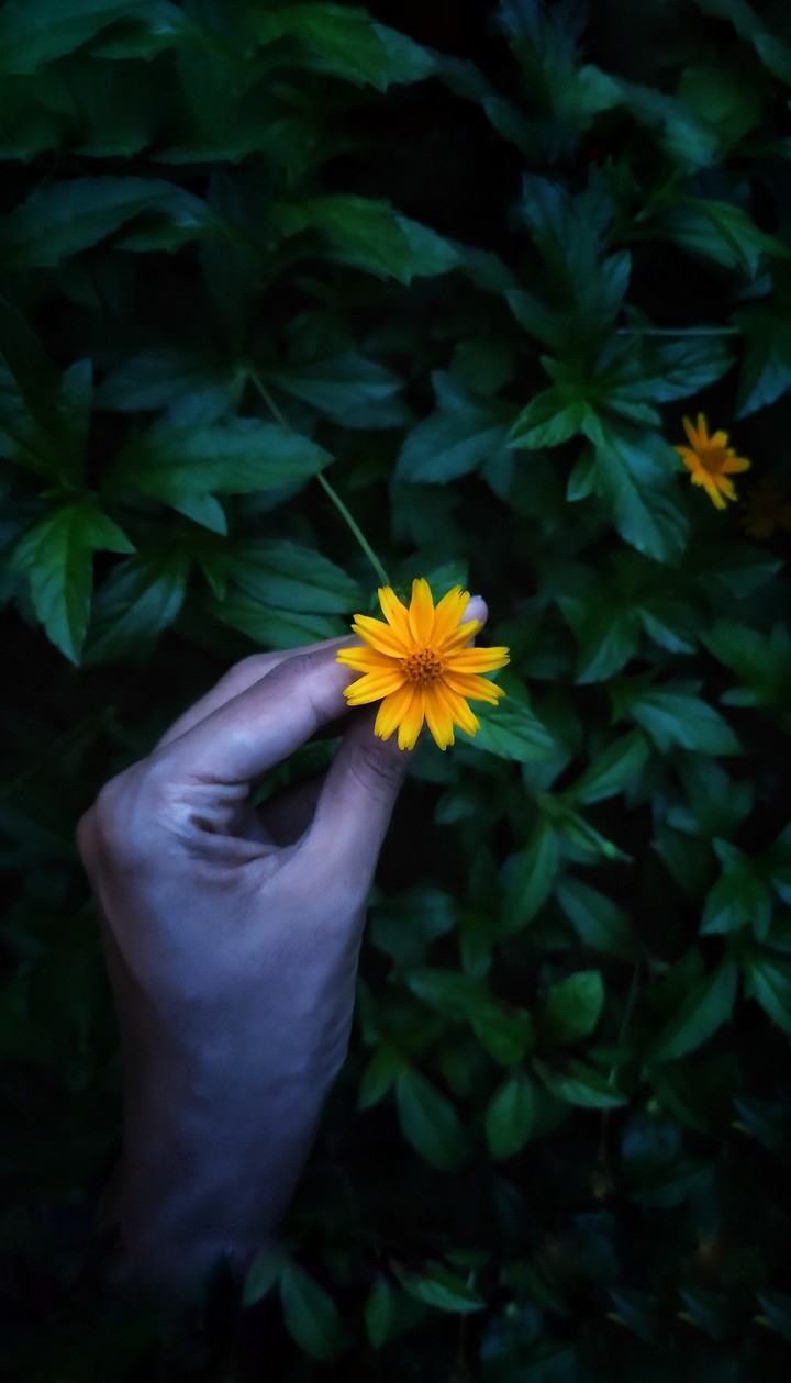 Holding SuN