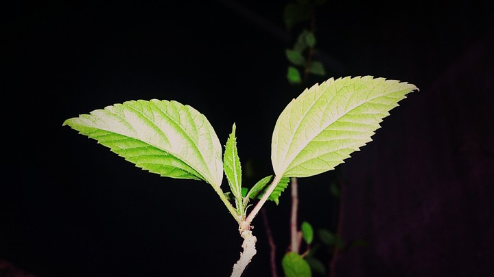 Leaf..