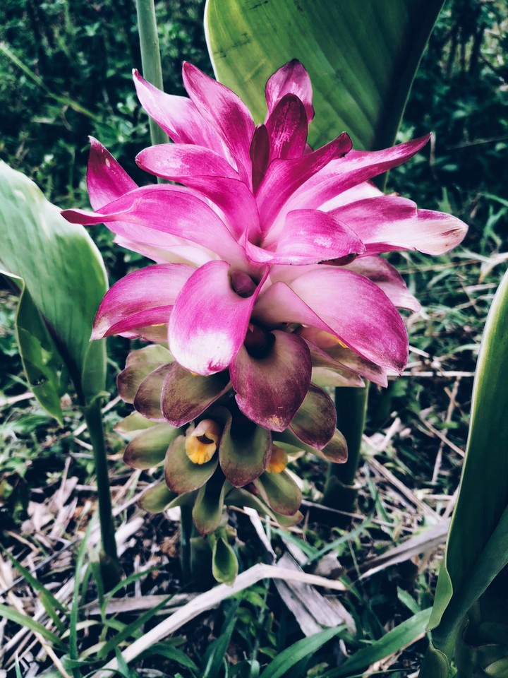 flowers