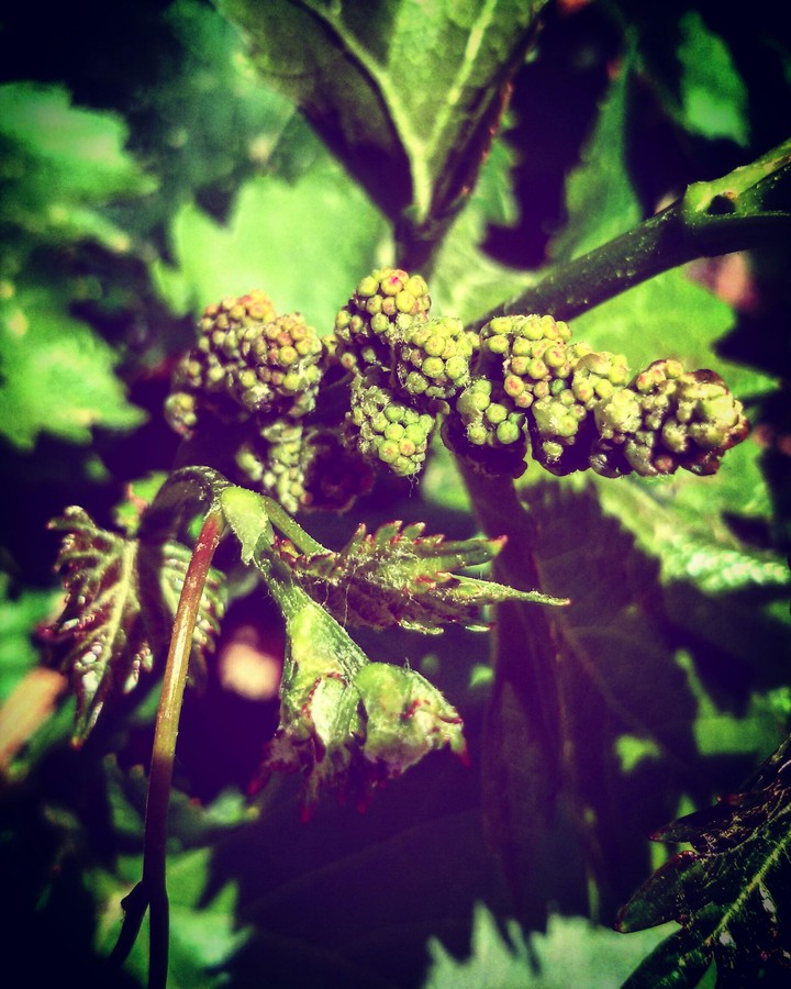 Mulberry tree