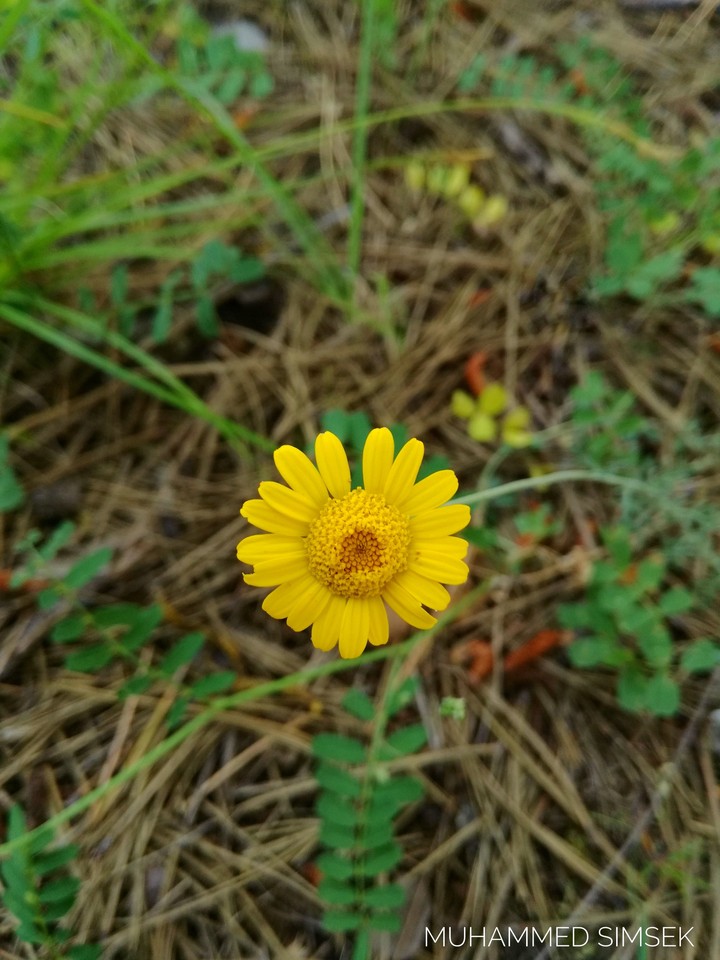 Yellow flower