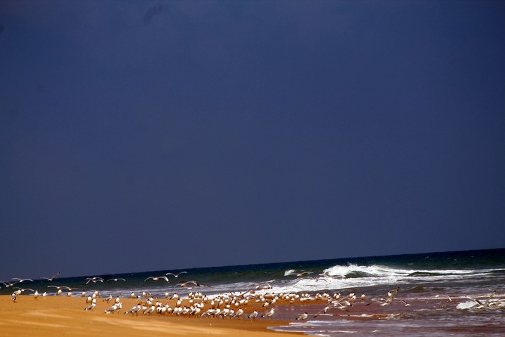 birds on sea coast