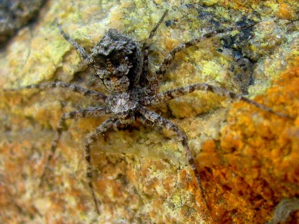 spider