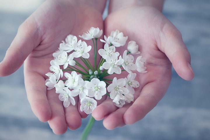 White flowers in hands in heart.