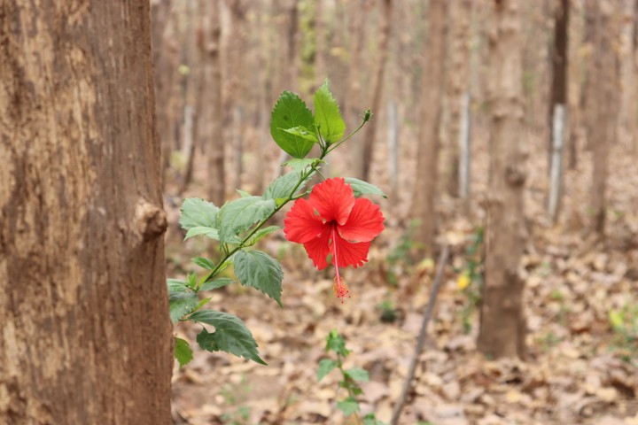Hibiscus(మందారం)