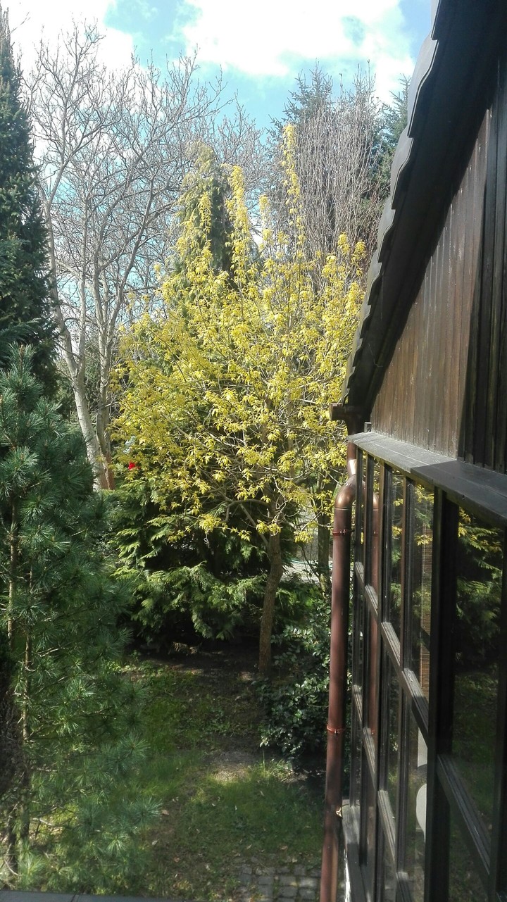 window view