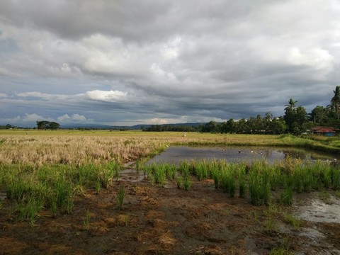 Rice fields part2