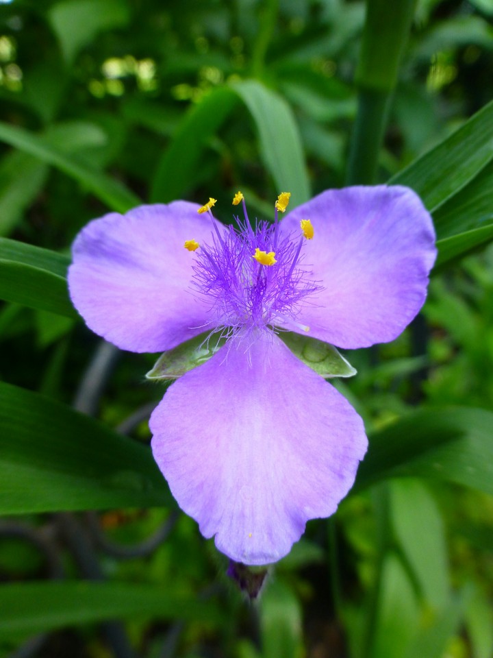 Garden beauty