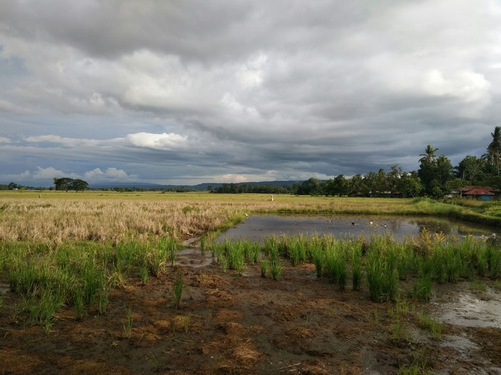 Rice fields part2