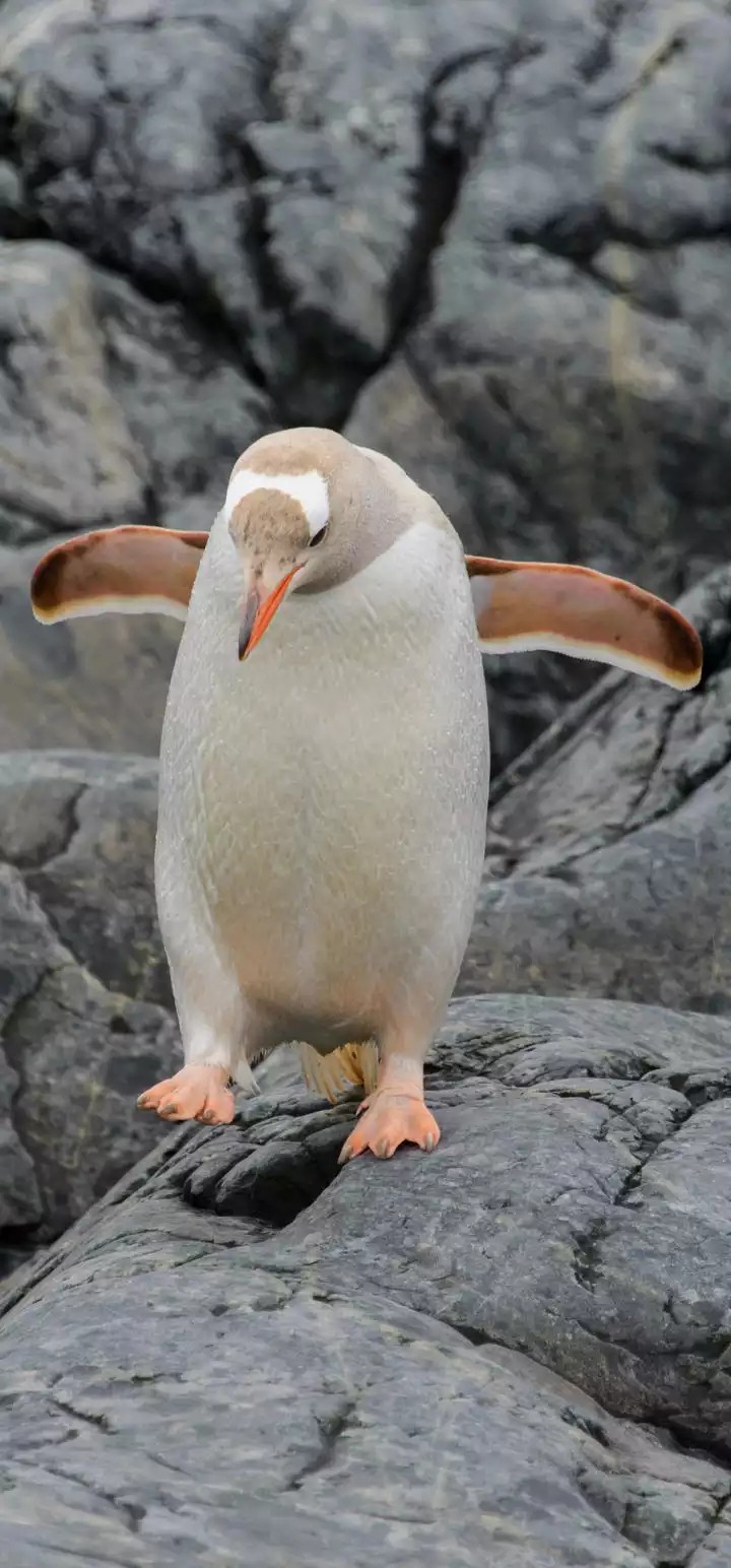 penguine