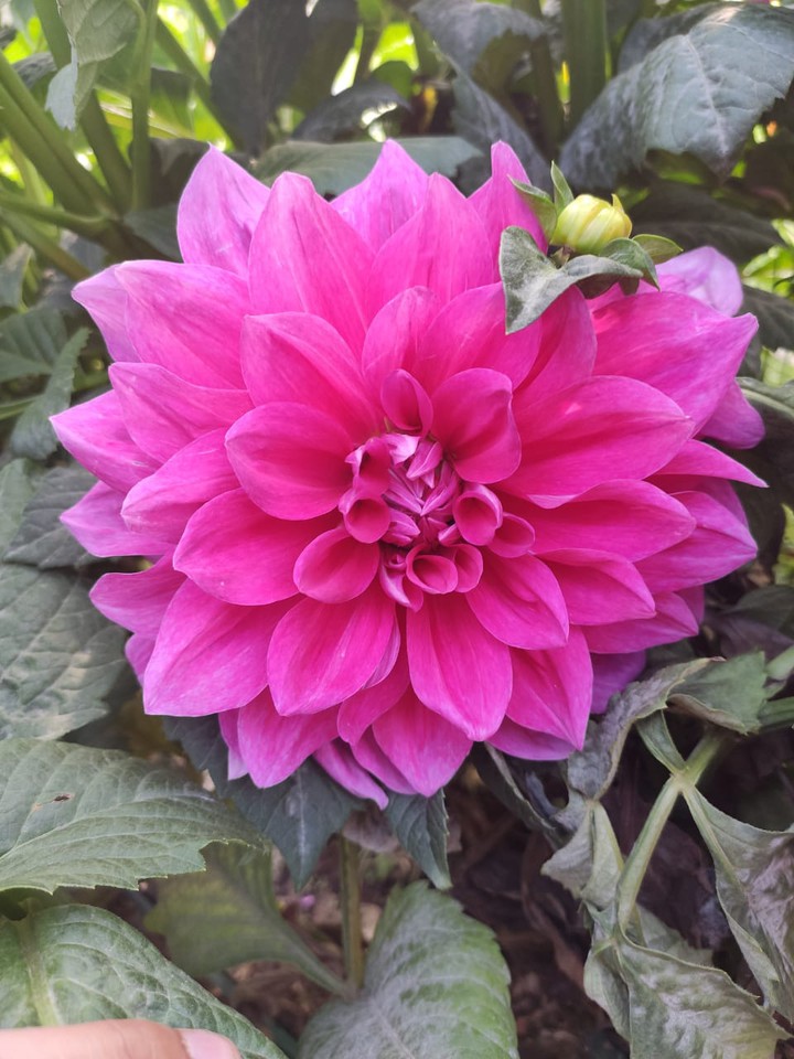 Flower