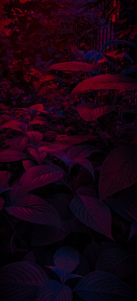 ... Purple just wasn't for You