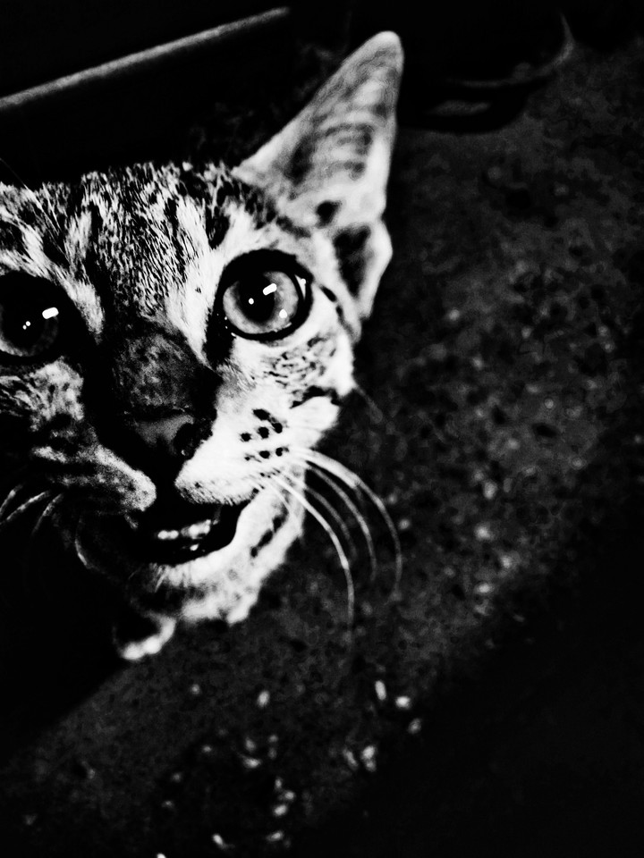 dark pussy