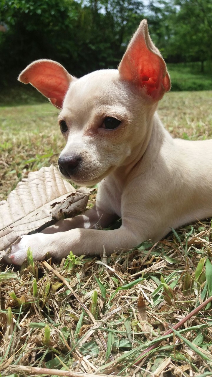 Perrita de paseo.