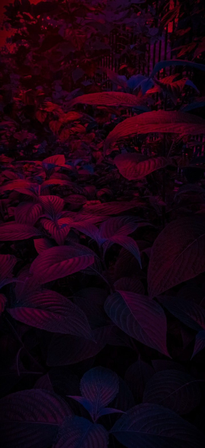 ... Purple just wasn't for You