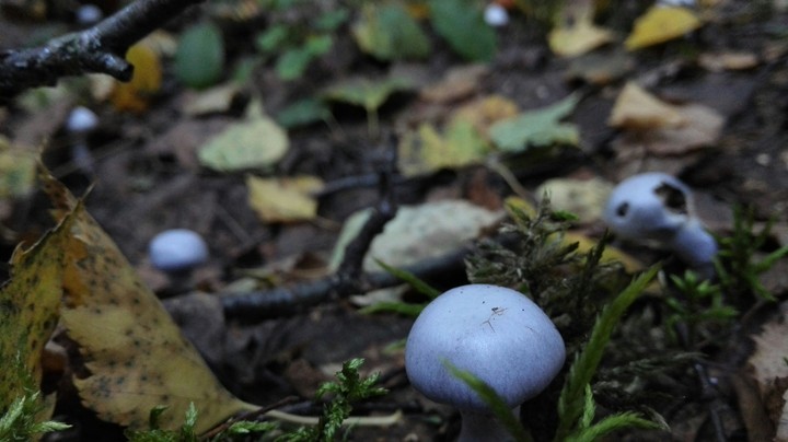 mushrooms