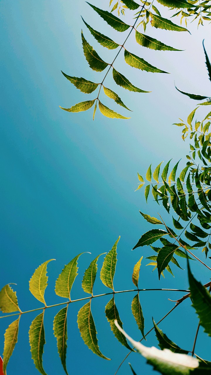 leaves