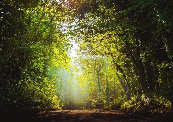ever green