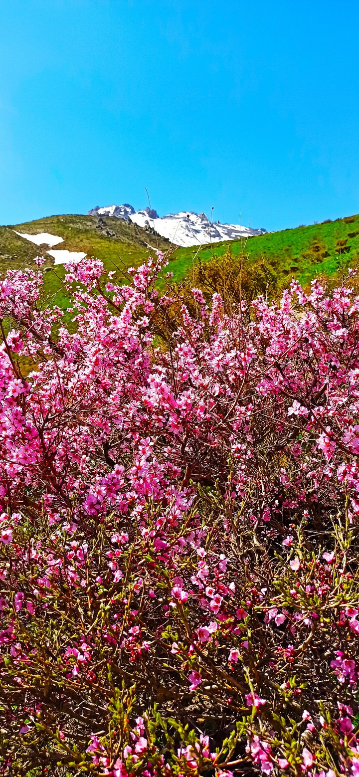 nature
