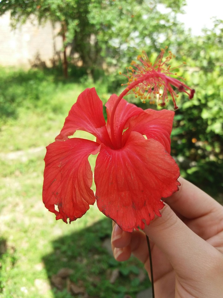 Flor