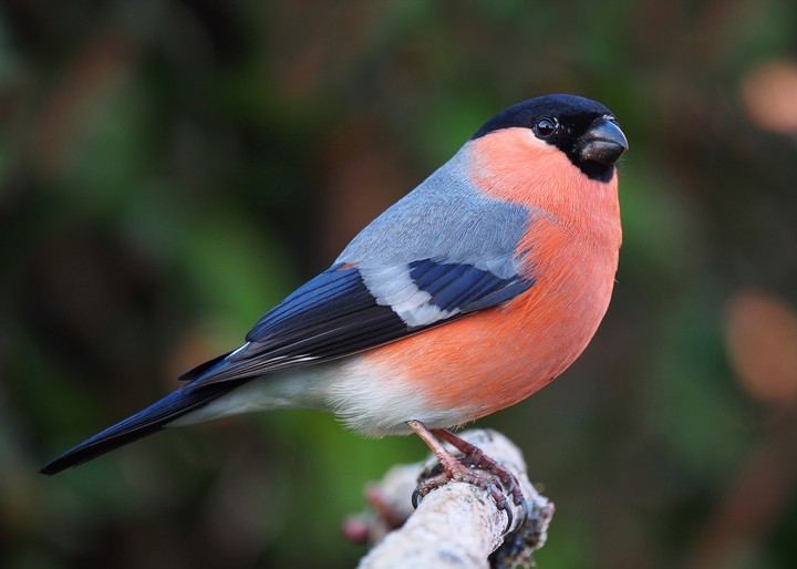 [Video Wallpaper] Bird