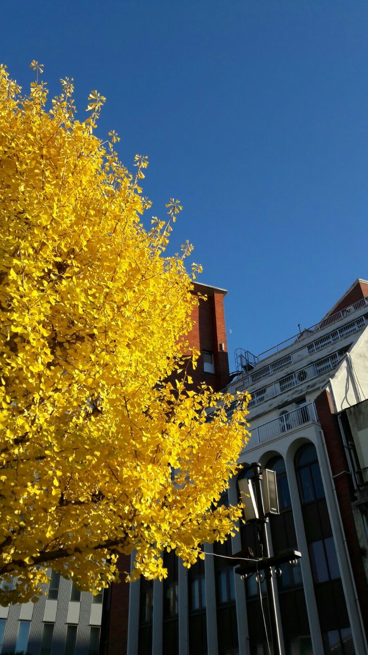 ginko tree