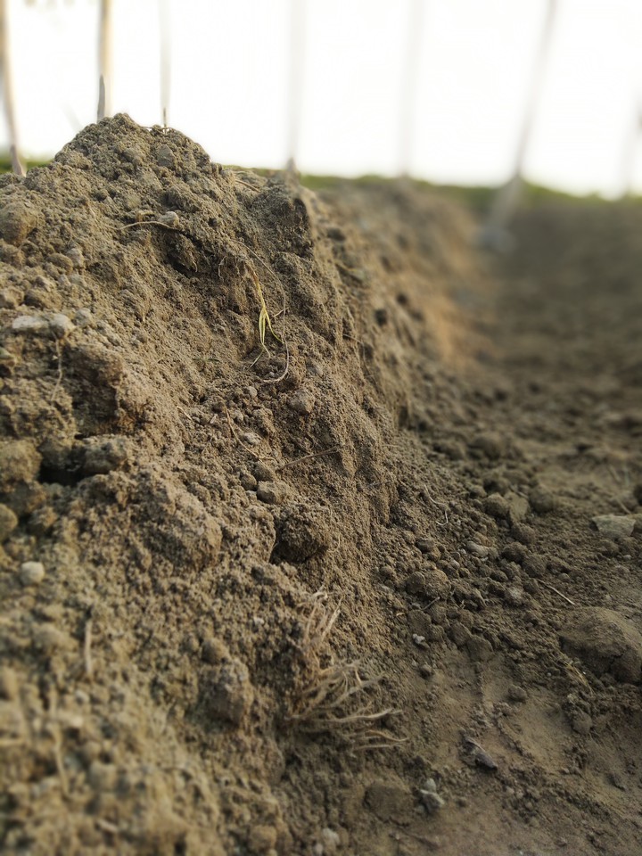 soil