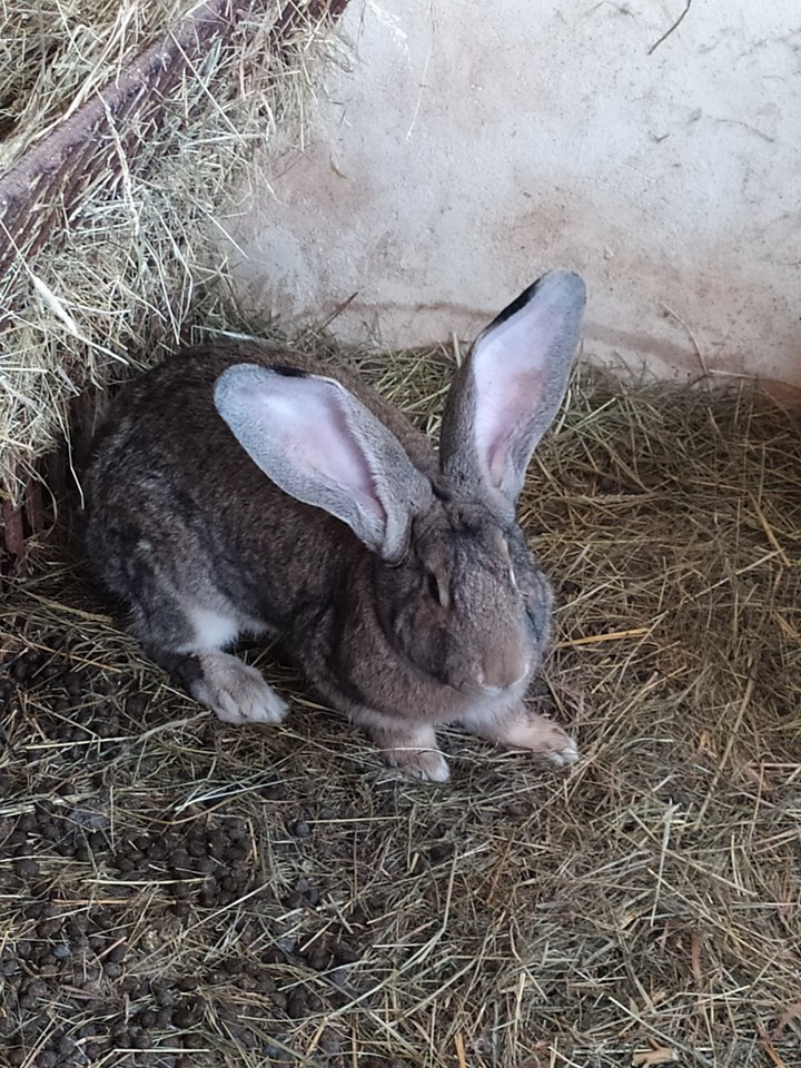 Rabbit