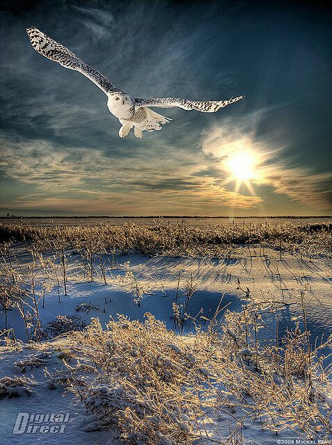 owl