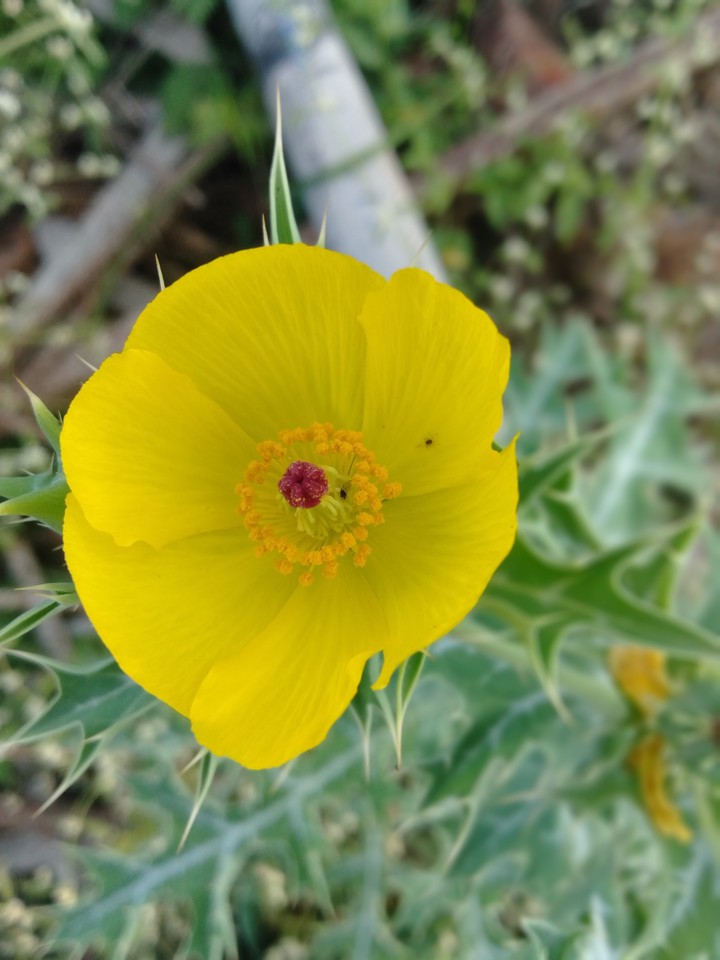 # Yellow Beauty
