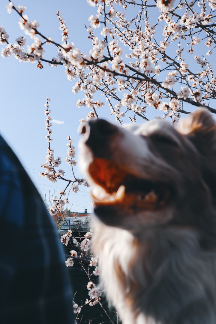 doggy spring