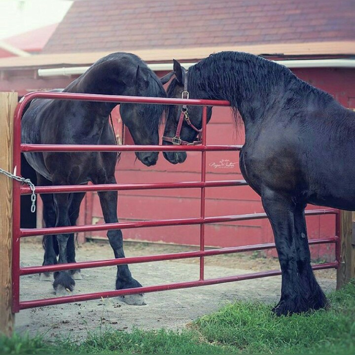 horse