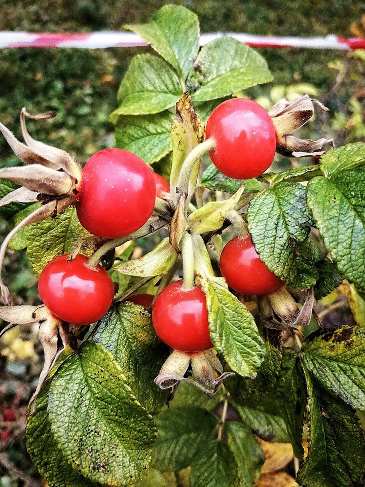 Rose hip