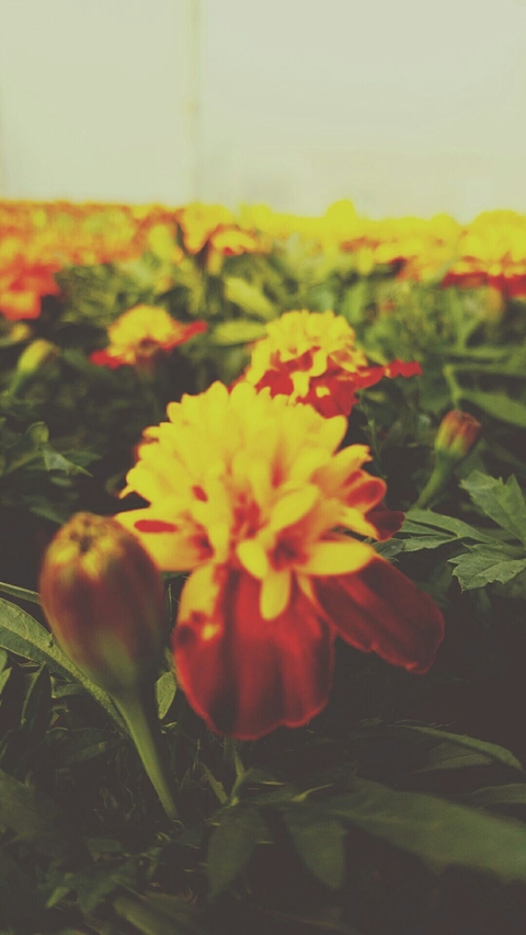 You have to bloom!