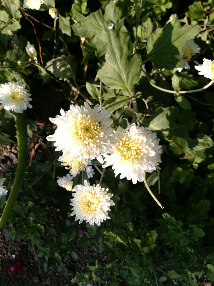 the white beauty