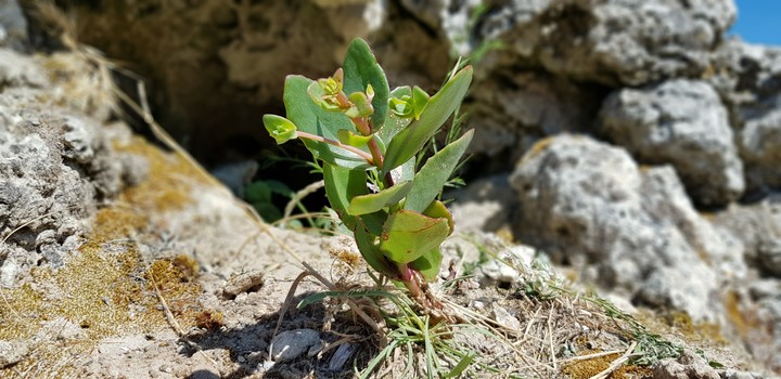 plant and bulgaria
