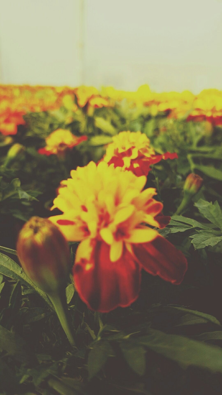 You have to bloom!