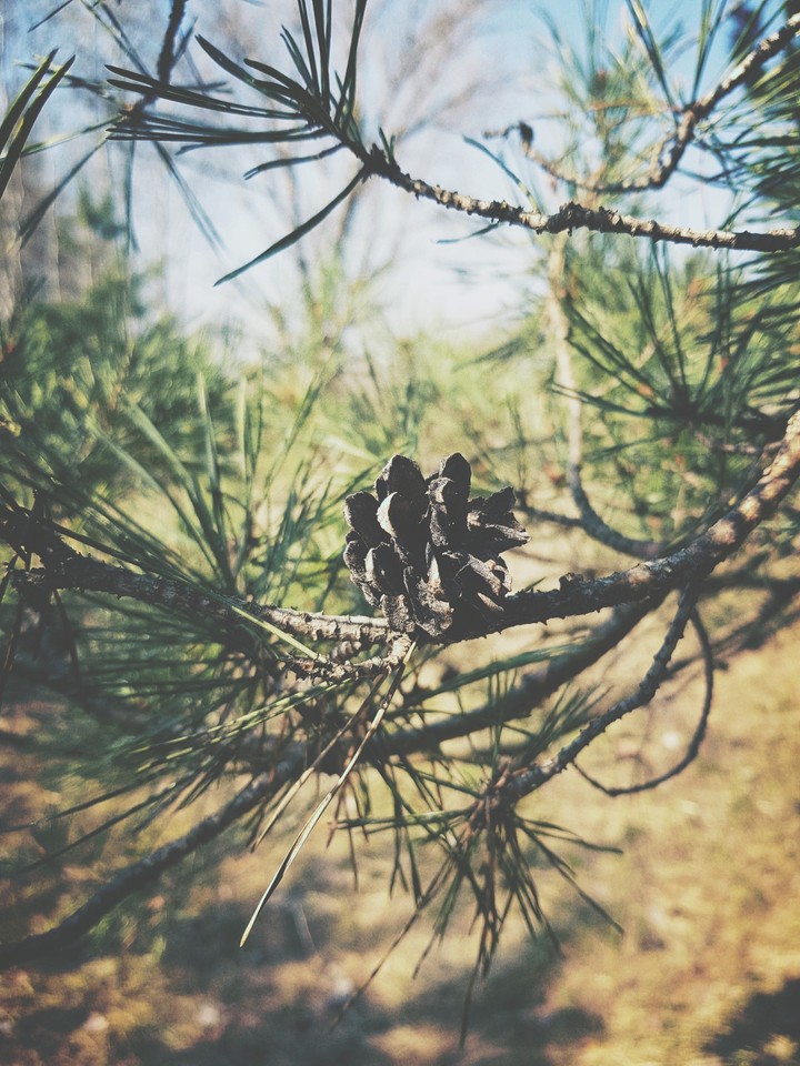 green tree
