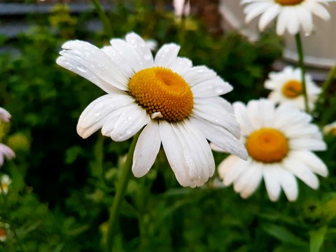 nature
