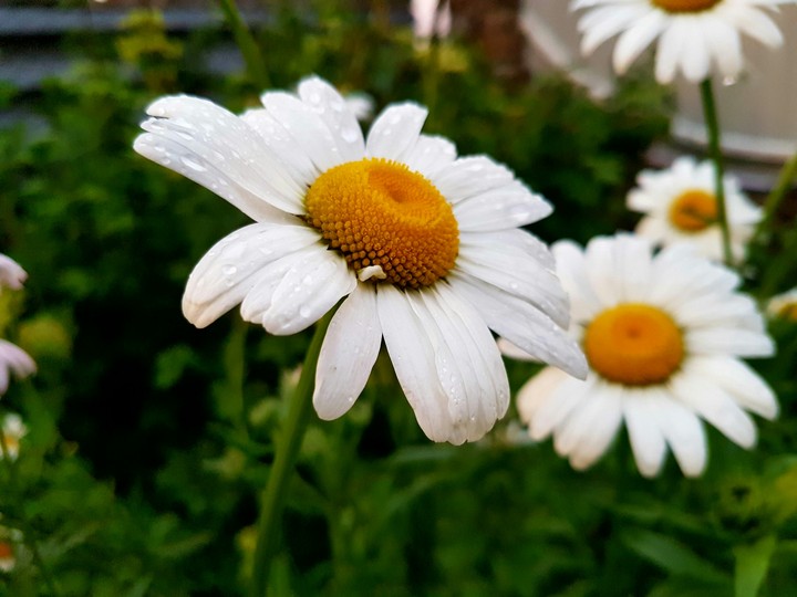 nature