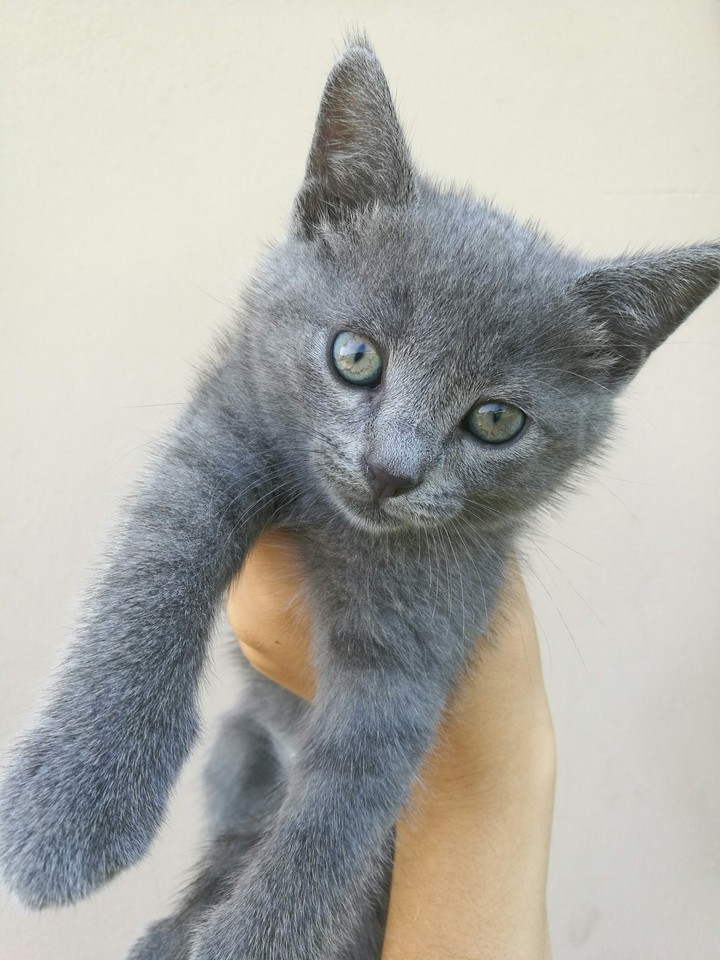 Unicat