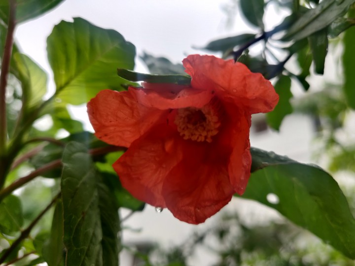 pomo blossom