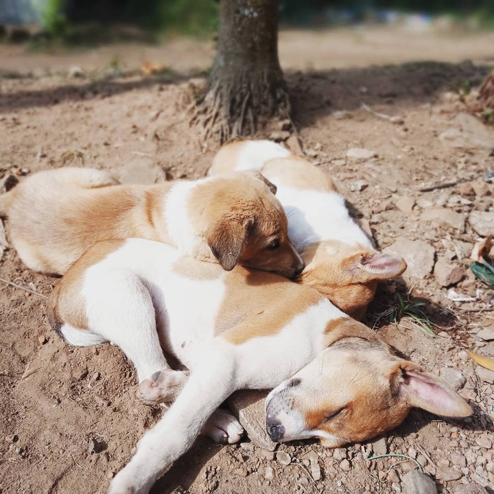 puppy love