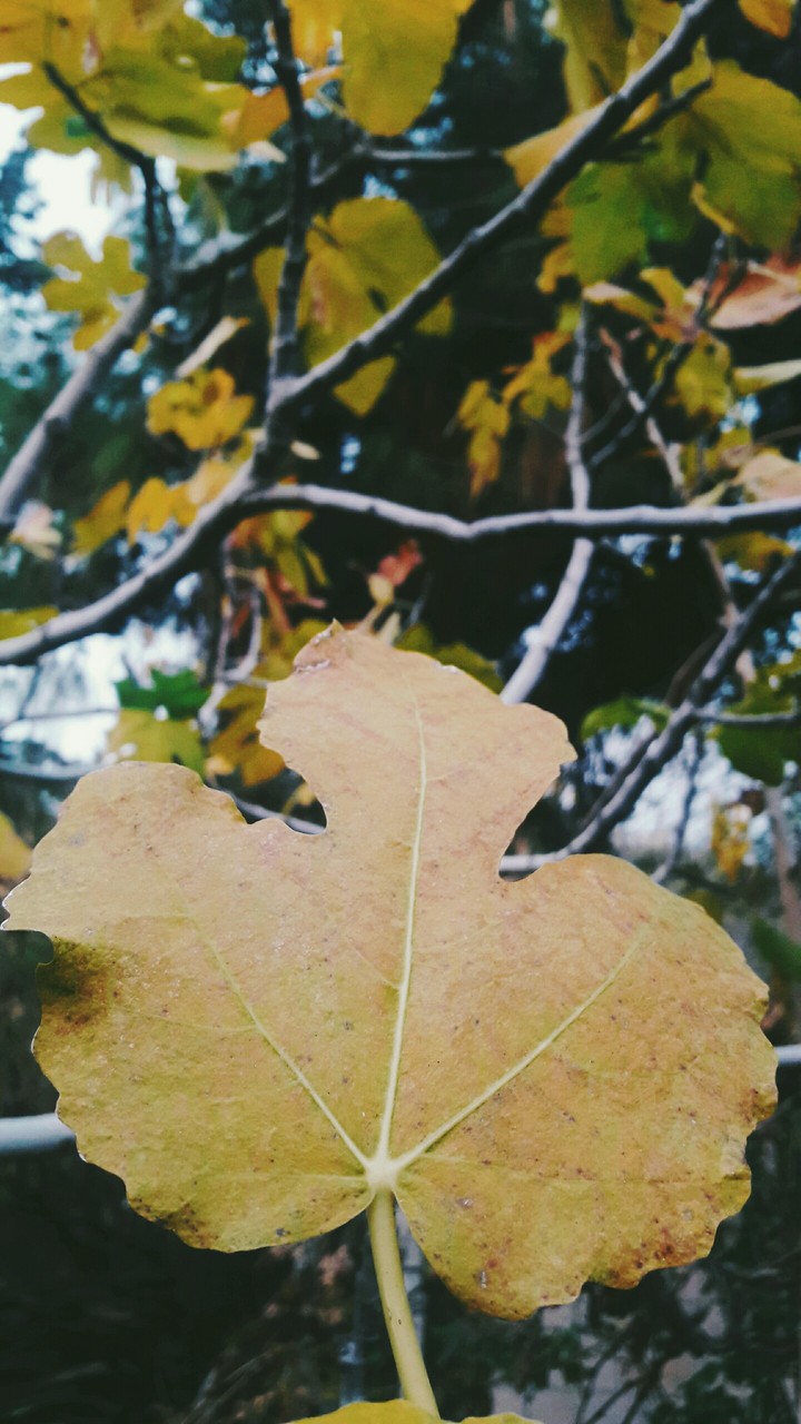 yellow autumn