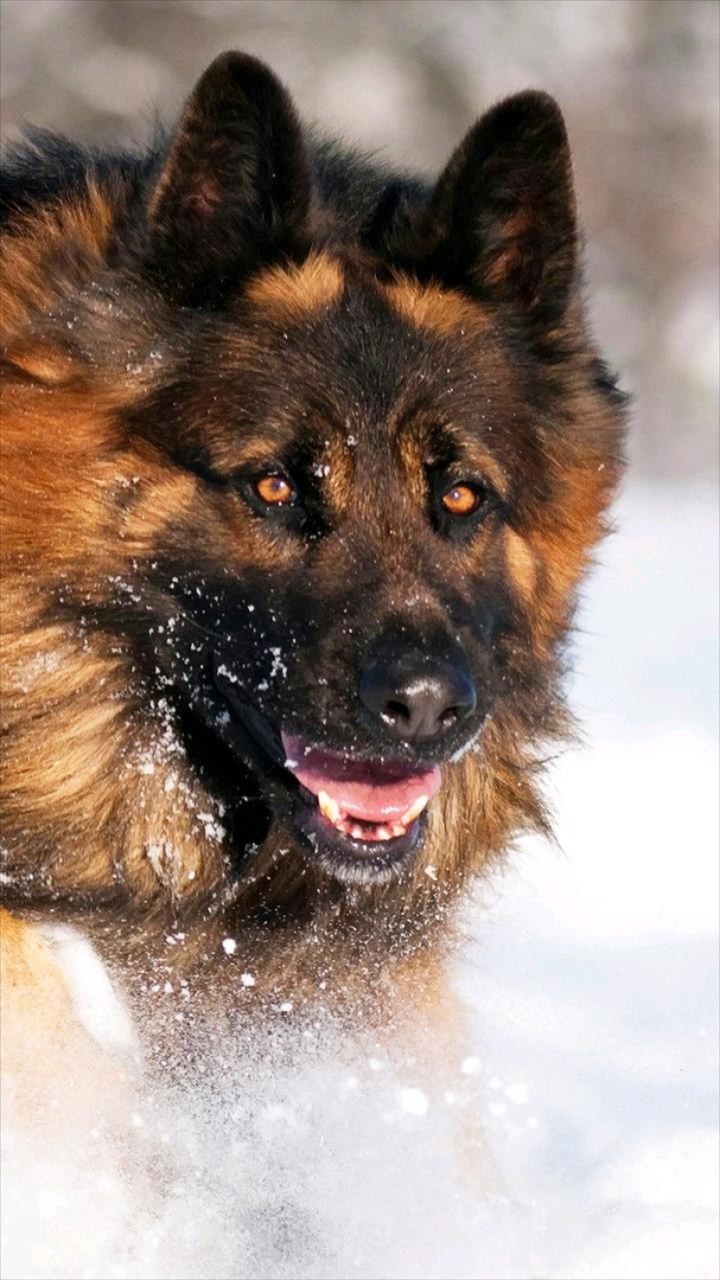 Beautiful Dog