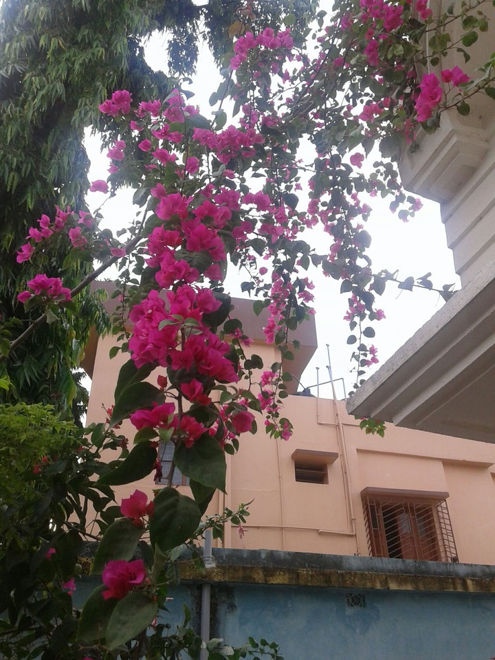 pink flower