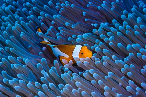wallpaper organism, aqua